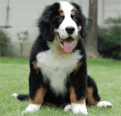 伯恩山犬的4大缺点，每一点都很难接受