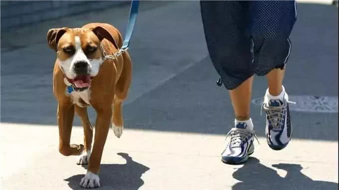 忠告：这样做＝慢性杀狗，养狗多年的你，可能也不知道