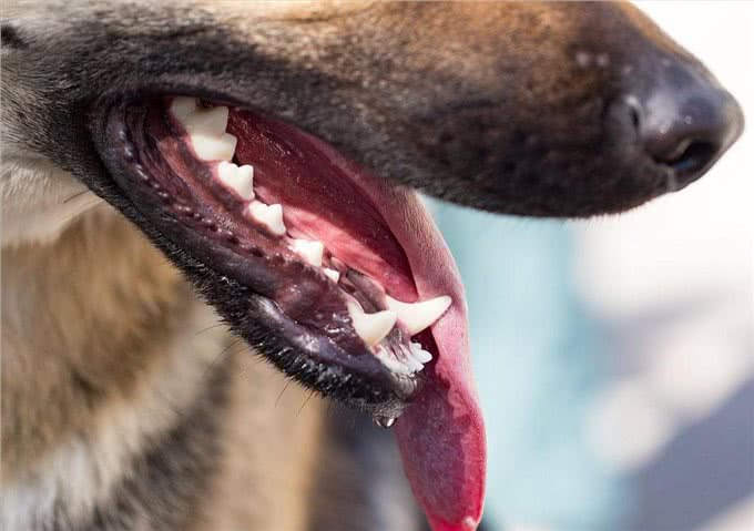 忠告：这样做＝慢性杀狗，养狗多年的你，可能也不知道