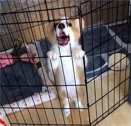 忠告：这样做＝慢性杀狗，养狗多年的你，可能也不知道