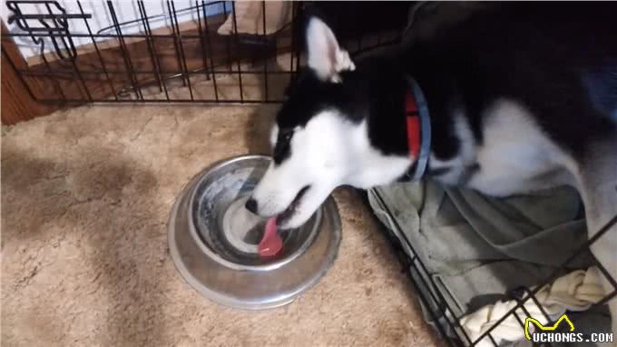 狗狗身体的80%都是水?可以说它比我们更需要水