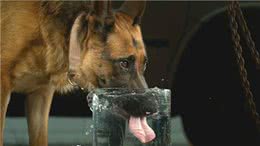 狗狗身体的80%都是水?可以说它比我们更需要水