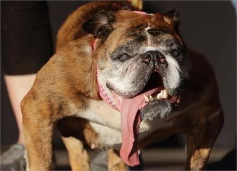 最爱流口水的10大狗狗，西施犬居然在里面，太毁形象了