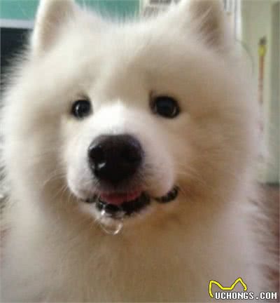 最爱流口水的10大狗狗，西施犬居然在里面，太毁形象了