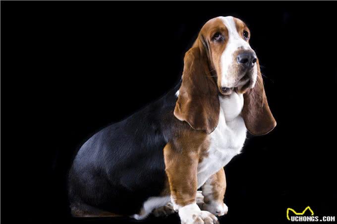 最爱流口水的10大狗狗，西施犬居然在里面，太毁形象了