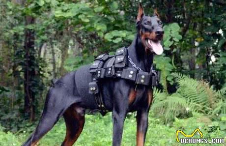 最爱流口水的10大狗狗，西施犬居然在里面，太毁形象了