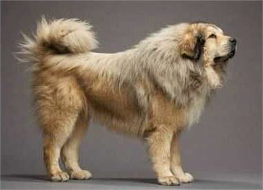 最爱流口水的10大狗狗，西施犬居然在里面，太毁形象了