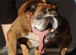 最爱流口水的10大狗狗，西施犬居然在里面，太毁形象了