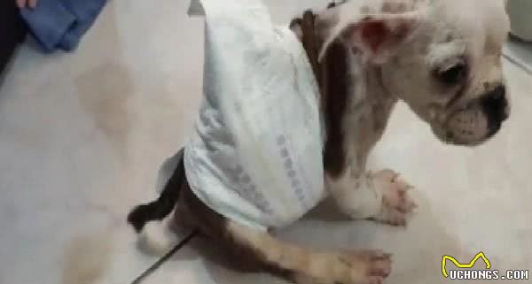 从繁殖场救出脚掌外翻英斗!爸心疼：谢谢你成为我们儿子