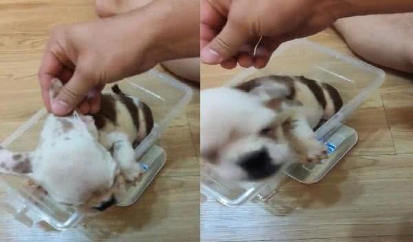 从繁殖场救出脚掌外翻英斗!爸心疼：谢谢你成为我们儿子