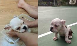 从繁殖场救出脚掌外翻英斗!爸心疼：谢谢你成为我们儿子