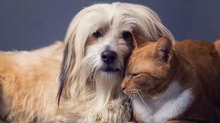 既想养猫，又想养狗?挑选这十种狗，保证它们和睦相处