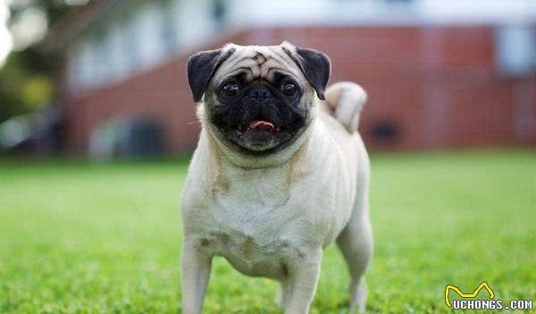 既想养猫，又想养狗?挑选这十种狗，保证它们和睦相处