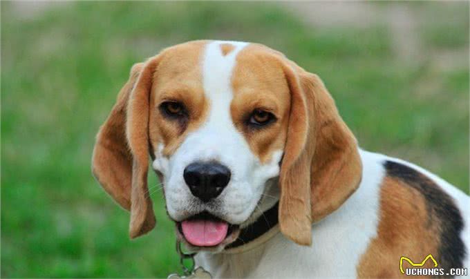 既想养猫，又想养狗?挑选这十种狗，保证它们和睦相处