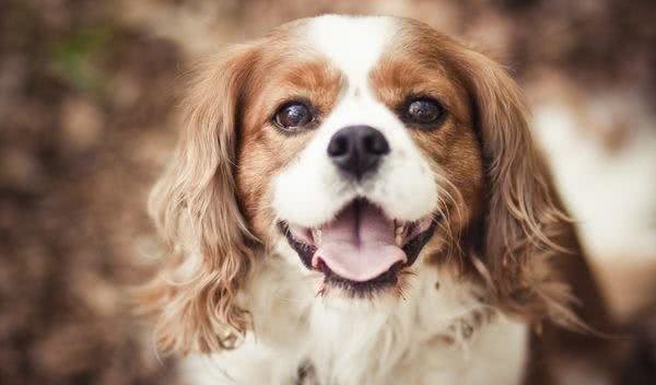 既想养猫，又想养狗?挑选这十种狗，保证它们和睦相处