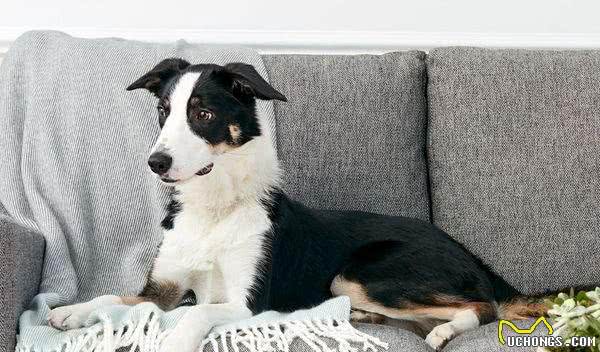 既想养猫，又想养狗?挑选这十种狗，保证它们和睦相处