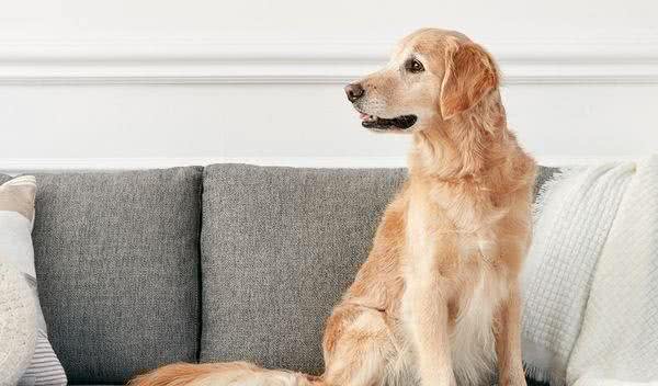 既想养猫，又想养狗?挑选这十种狗，保证它们和睦相处