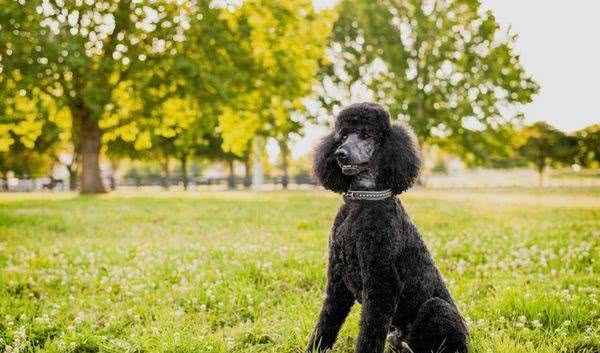 既想养猫，又想养狗?挑选这十种狗，保证它们和睦相处