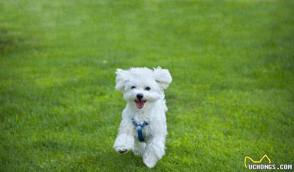 既想养猫，又想养狗?挑选这十种狗，保证它们和睦相处