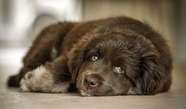 既想养猫，又想养狗?挑选这十种狗，保证它们和睦相处