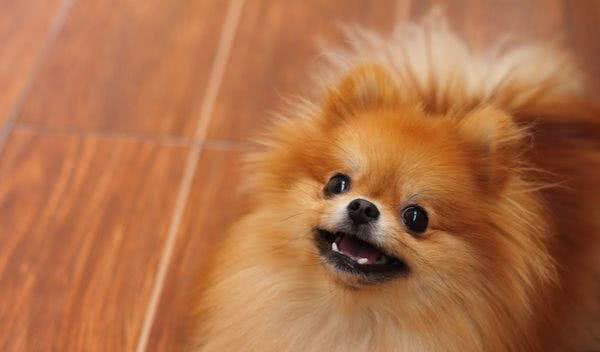 既想养猫，又想养狗?挑选这十种狗，保证它们和睦相处