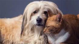 既想养猫，又想养狗?挑选这十种狗，保证它们和睦相处