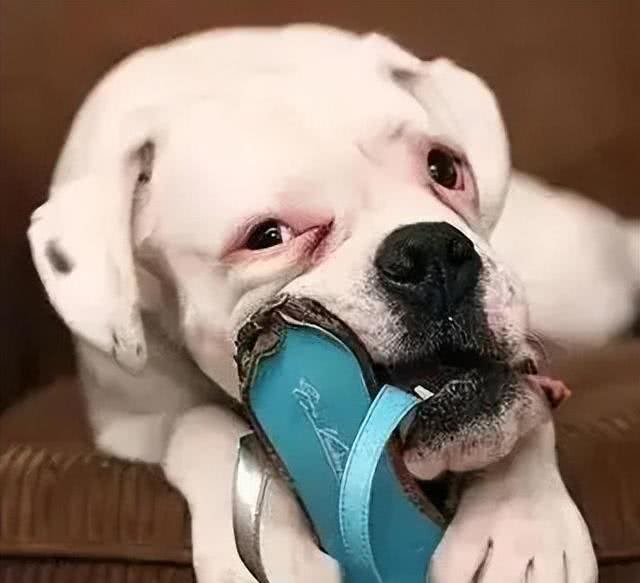 惯狗如杀狗，一只狗出现这6个迹象，说明被惯坏了!