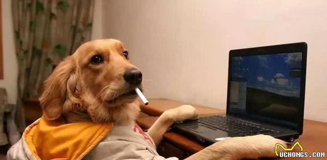 惯狗如杀狗，一只狗出现这6个迹象，说明被惯坏了!