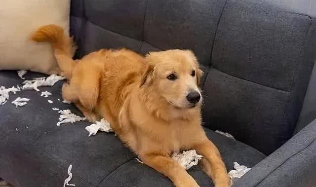 惯狗如杀狗，一只狗出现这6个迹象，说明被惯坏了!