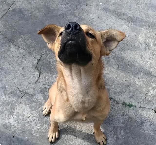 惯狗如杀狗，一只狗出现这6个迹象，说明被惯坏了!