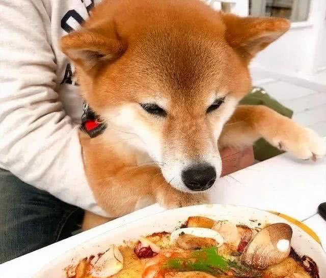 惯狗如杀狗，一只狗出现这6个迹象，说明被惯坏了!