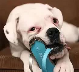 惯狗如杀狗，一只狗出现这6个迹象，说明被惯坏了!