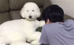 巨型贵宾心情不好，主人好心去哄它，狗狗还傲娇不搭理主人