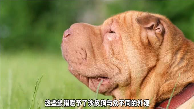 新手养犬入门指南之沙皮犬—养狗小知识