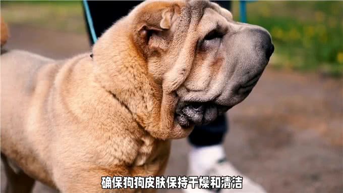 新手养犬入门指南之沙皮犬—养狗小知识