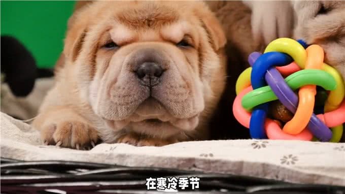 新手养犬入门指南之沙皮犬—养狗小知识