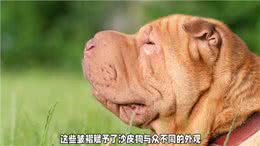 新手养犬入门指南之沙皮犬—养狗小知识