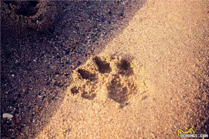 租户养狗咬坏家具，赔不赔?