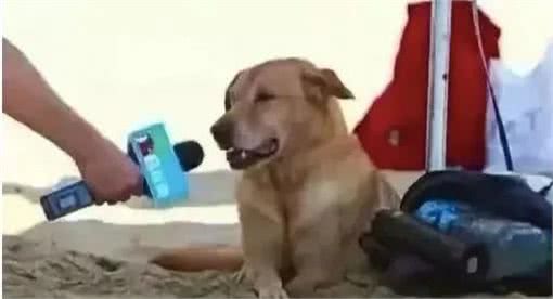 租户养狗咬坏家具，赔不赔?