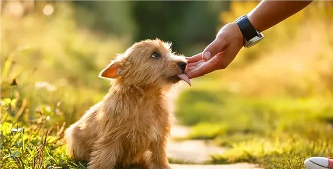 狗狗的舌头舔人很脏?别嫌弃，原来它舔人有这么多好处!