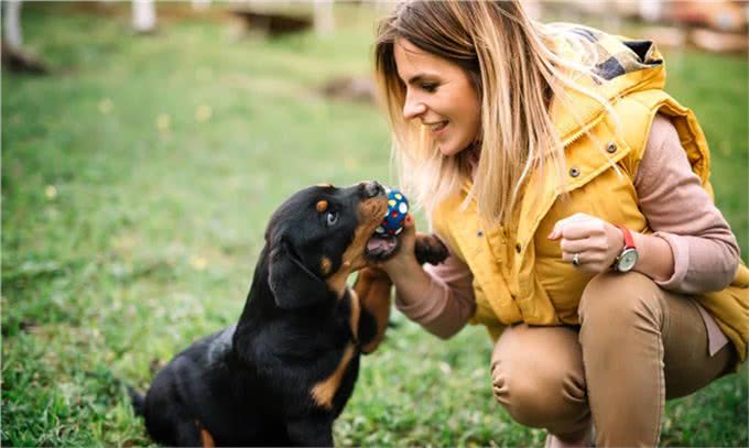 这4种护卫犬，堪称最勇猛的狗狗，罗威纳犬上榜