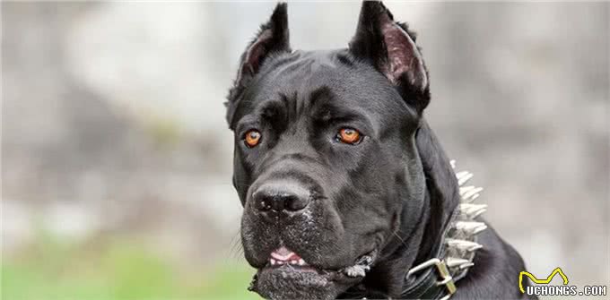 这4种护卫犬，堪称最勇猛的狗狗，罗威纳犬上榜