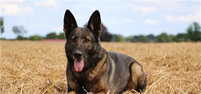 这4种护卫犬，堪称最勇猛的狗狗，罗威纳犬上榜