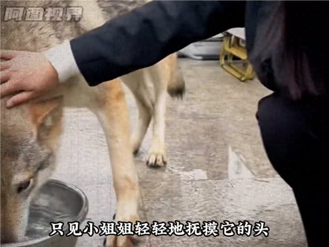 獒王圣体，让猛犬都一秒认怂—大型犬