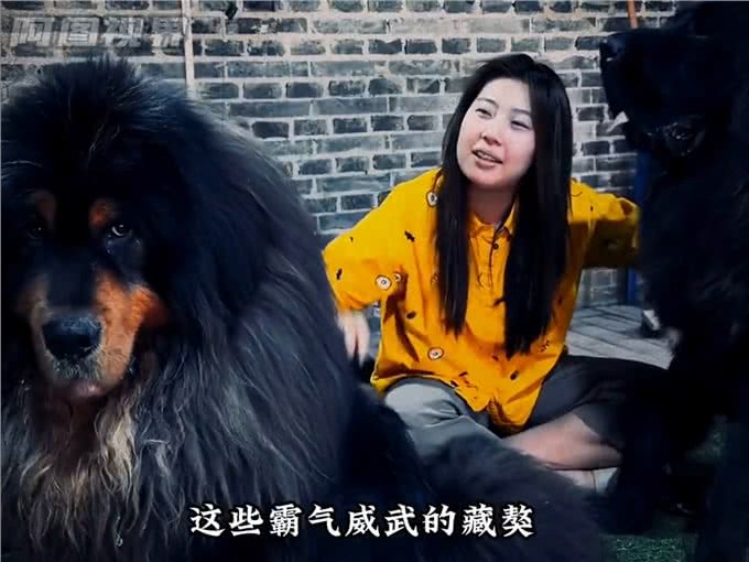 獒王圣体，让猛犬都一秒认怂—大型犬