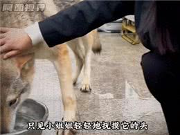 獒王圣体，让猛犬都一秒认怂—大型犬