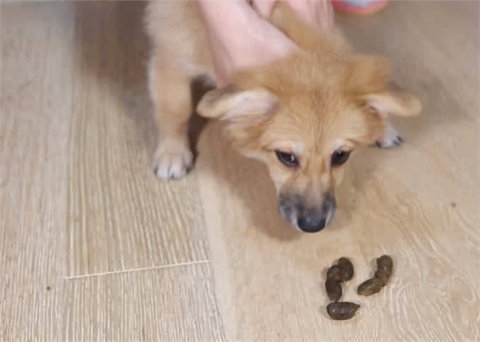 狗子也会上火?盘点狗子那些上火的表现