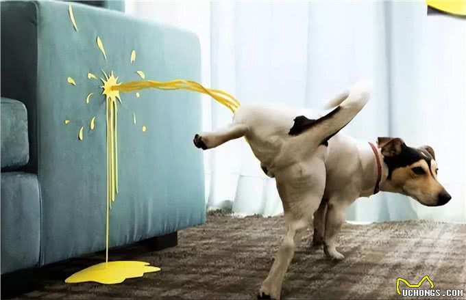 狗子也会上火?盘点狗子那些上火的表现