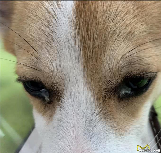 狗子也会上火?盘点狗子那些上火的表现