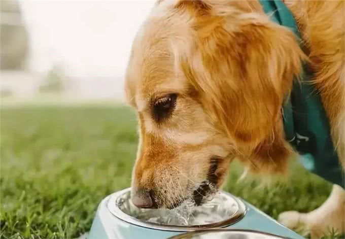 狗子也会上火?盘点狗子那些上火的表现